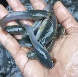 Jual beli benih ikan lele
