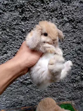 Kelinci holland lop