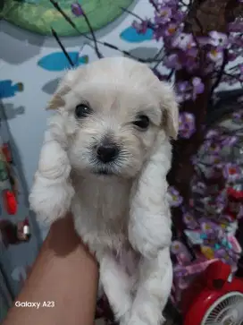 Anjing Shitzu mix Poodle usia 1 bulan jantan