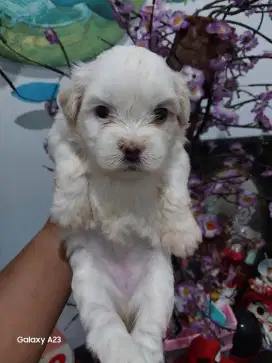 Anjing Shitzu mix betina 1 bulan