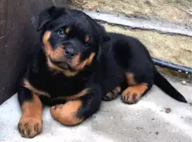 DIJUAL ANAK ANJING ROTTWEILER