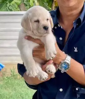 DIJUAL ANAK ANJING LABRADOR