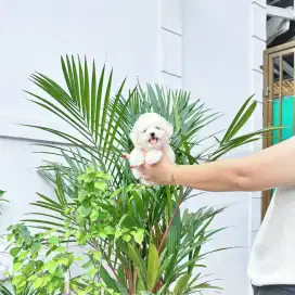 Korean mini bichon frise kaki cebol bloodline import Korea cute face