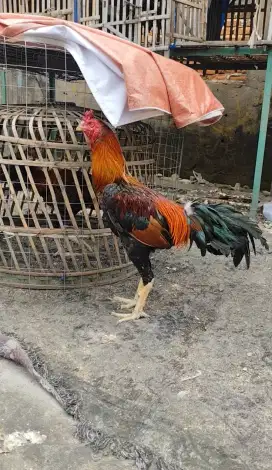 Ayam bangkok ( mangon )