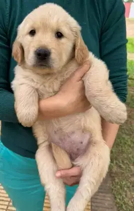 DIJUAL ANAK ANJING GOLDEN RETRIEVER