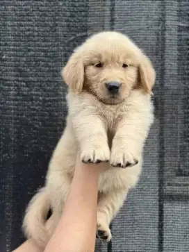 DIJUAL ANAK ANJING GOLDEN RETRIEVER