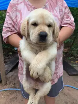DIJUAL ANAK ANJING LABRADOR