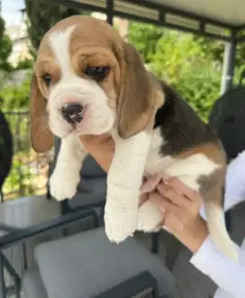 DIJUAL ANAK ANJING BEAGLE