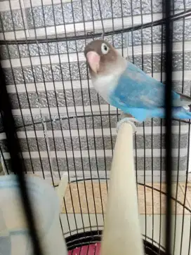 LOVEBIRD BLUE SERIES BANTING HARGA