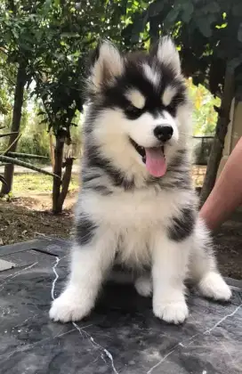 DIJUAL ANAK ANJING SIBERIAN HUSKY