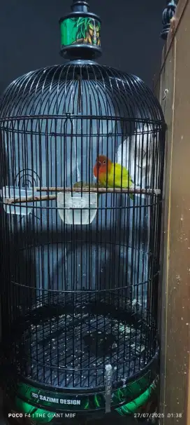 Burung Love Bird Exotic
