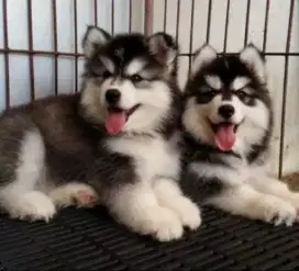 DIJUAL ANAK ANJING SIBERIAN HUSKY