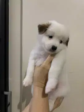 Anakan anjing Labrador Mix kokoni