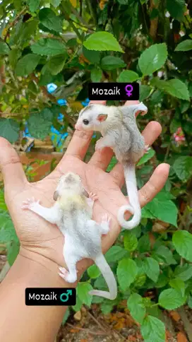 Joey sugar gliders mozaik