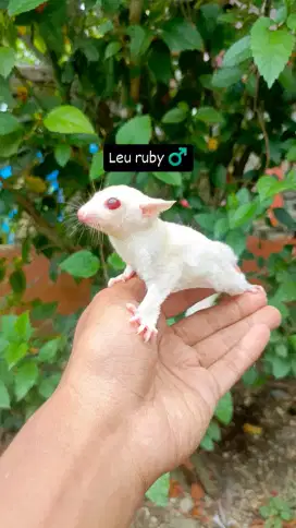 Joey sugar gliders Leu ruby eye