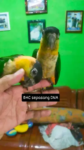 Black head caique