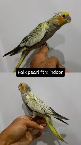 Lolohan Falk pearl