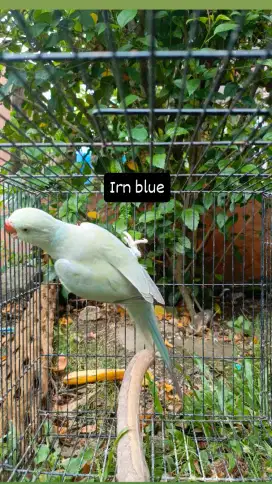 Indian ringneck blue