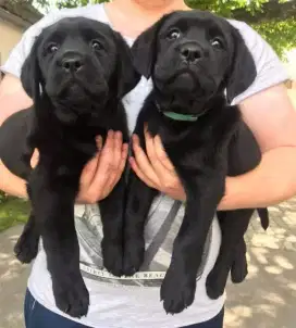 DIJUAL ANAK ANJING BLACK LABRADOR