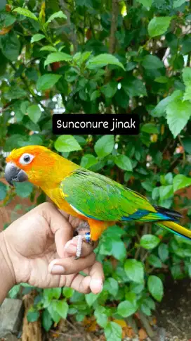 Sunconure jinak