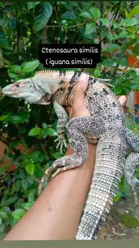 Similis Iguana jinak
