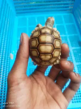 Sulcata baby 4 ekor