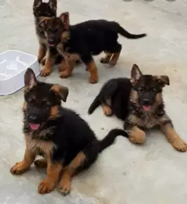 DIJUAL ANAK ANJING GERMAN SHEPHERD/HERDER