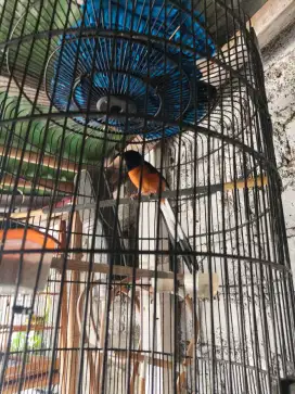 Burung murai 2 jantan 1 betina