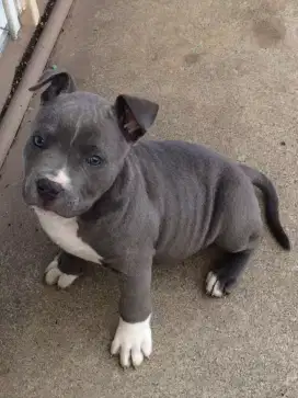 DIJUAL ANAK ANJING PITTBULL