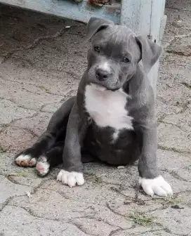 DIJUAL ANAK ANJING PITTBULL