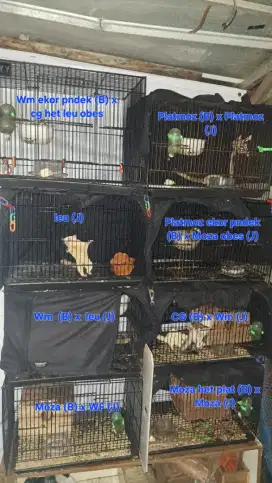 SUGAR GLIDER BANYAK BONUSS