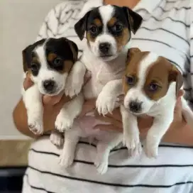 DIJUAL ANAK ANJING JACK RUSSELL