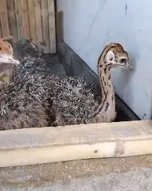 sepasang anakan burung oenta ostrich 1 bulanan koleksian unik hobby2an