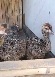 sepasang anakan burung raksasa ostrich 2 bln exotik unik siap koleksi