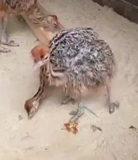 sepasang anakan burung oenta 1 bulanan koleksian exotik unik hobby2an