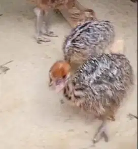 sepasang anakan burung oenta ostrich 1 bulanan koleksian exotik unik