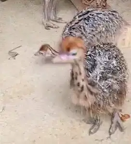 sepasang anakan burung oenta 1 bulanan exotik koleksian rawatan manteb