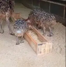 sepasang anakan burung oenta 1 bulanan exotik koleksian rawatan manteb