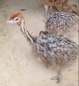 sepasang anakan burung oenta 1 bulanan koleksian rawatan jamin manteb