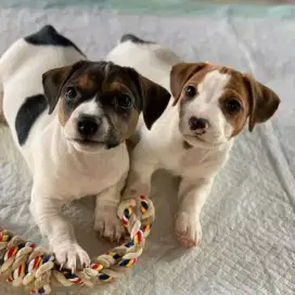 DIJUAL ANAK ANJING JACK RUSSELL