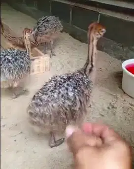 sepasang anakan burung oenta 1 bulanan siap ternak piara hobby2an unik