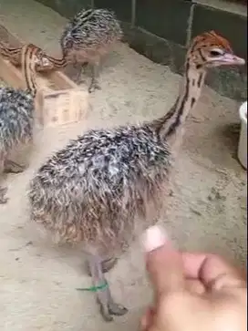 sepasang anakan burung oenta 1 bulanan siap ternak piara hobby2an unik