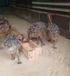 sepasang anakan burung oenta 1 bulanan siap koleksi ternak piara hobby