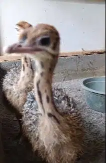sepasang anakan burung oenta 1 bulanan siap koleksi ternak piara hobby
