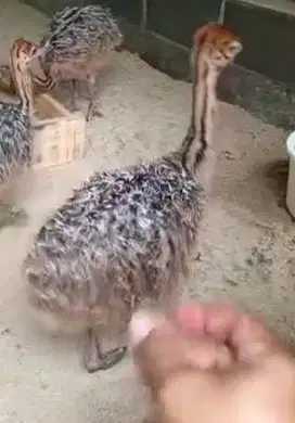 sepasang anakan burung oenta ostrich 1 bln siap koleksi piara hobby