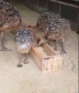 sepasang anakan burung oenta 1 bulanan layak koleksi piara hobby2an ok