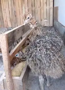 sepasang anakan burung oenta ostrich 1 bulanan siap piara ternak hobby