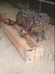 sepasang anakan burung oenta 1 bulanan siap piara ternak hobby2an unik