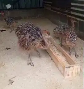 sepasang anakan burung oenta 1 bulanan siap piara ternak hobby2an unik