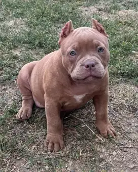 DIJUAL ANAK ANJING PITTBULL